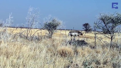 فيديو وحيد القرن يهاجم سيارة تويوتا مليئة بالسياح!