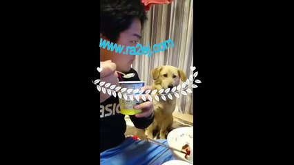 فيديو كلب يراقب الآيس كريم التي في يد صاحبه بطريقة مضحكة جداً