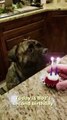 فيديو.. كلب أليف يقوم بإطفاء شموع عيد ميلاده بطريقة مضحكة جداً