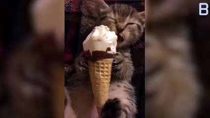 فيديو قطة تمسك مخروط الآيس كريم وتأكله بكل لطافة