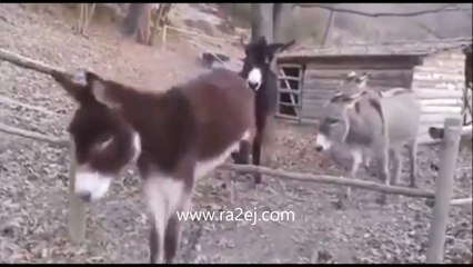 حمار ولكنه ذكي جداً.. لن تتوقع ماذا فعل!