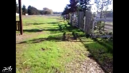 فيديو حمار يحتفل بعودة صديقه بطريقته الخاصة.. فيديو مؤثر سيجعلك تغير نظرتك لهذا الحيوان