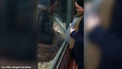 بالفيديو: قرد يقوم بفعل لا يصدق مع سيدة حامل جعلها تبكي!