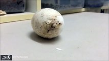 فيديو مذهل لحظة خروج التمساح من البيضة
