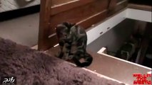 فيديو قط يثبت أن القطط هي الأكثر غدراً!