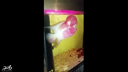 أغرب سمكة ممكن أن تراها