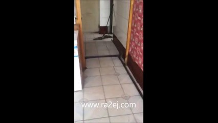 فيديو قط وفأرة يتشاجران كما توم وجيري ولكن بالعكس!