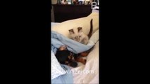 فيديو مضحك لقطة تفسد راحة كلب وتلقى عقابها!