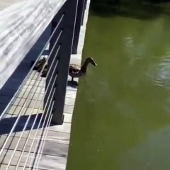 فيديو طريف لبطة وهي تعلم صغارها القفز في المياه