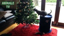 بالفيديو: هكذا تتصرف القطط عندما تشاهد شجرة عيد الميلاد!