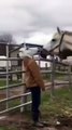 فيديو كوميدي لحصان ينتفض بسبب حركة مفاجئة من صاحبه