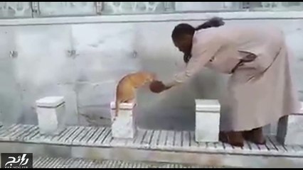 رجل يسقي قطة ماء في المسجد الحرام