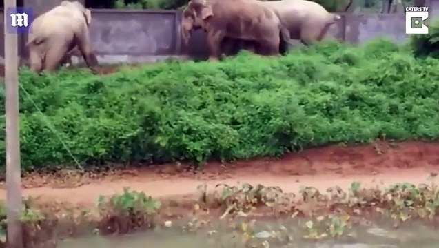 شاهد بالفيديو.. 3 أفيال يحطمون جداراً للفرار من حصار سكان قرية هندية