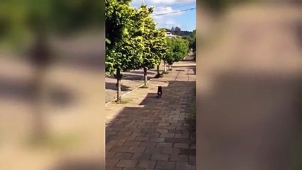 شاهد.. كلب يصبح نجماً على مواقع التواصل بسبب "مهارته الفريدة"