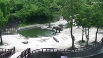 عملية إنقاذ فيل رضيع من الغرق تثير الدهشة على الإنترنت.. فيديو