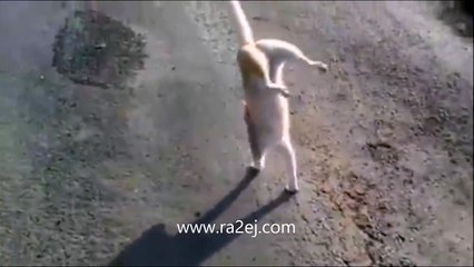 فيديو ألطف قطة بهلوانية ممكن أن تراها