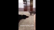 فيديو قطة متهورة تحاول أن تلاعب كلب