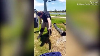 شاهد.. ثعبان يصيب قائد شاحنة بالرعب أثناء القيادة وهكذا تم التخلص منه