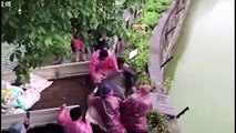 فيديو 3 نمور جائعة تفترس حماراً حياً داخل قفصهم بحديقة حيوان في الصين