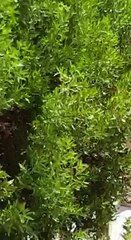 فيديو غضب كندة علوش من خبر القبض عليها يدفعها لهذا التصرف الفوري