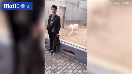 شاهد بالفيديو.. "نمر أبيض" يحاول مهاجمة أحد زوار حديقة حيوان