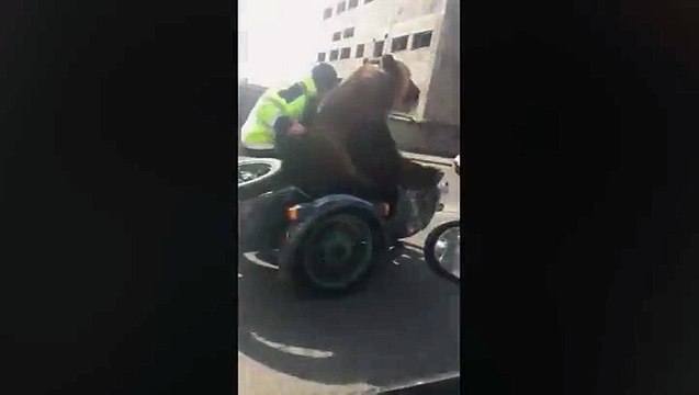 دب ضخم يجوب شوارع مدينة روسية على متن دراجة نارية.. فيديو