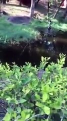 شاهد ماذا حدث لرجل مخمور حاول مصافحة الأسد بحديقة حيوان!!