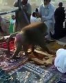 فيديو طريف.. قرد يسرق حقيبة سيدة في مكة المكرمة ويهرب
