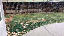 فيديو كلب يعبر عن فرحته بنزول الثلوج لأول مرة في هذا الموسم
