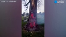 فيديو مرعب شجرة تحترق من الداخل في مقبرة في الولايات المتحدة الأمريكية