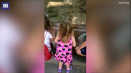 فيديو.. لن تصدق ما فعله نمر أمريكي عند رؤية "دمية" في حديقة حيوان