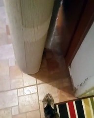 فيديو قطة تتسلق سجادة بمهارة سبايدرمان