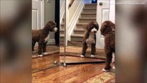 فيديو مضحك.. كلب يصيبه الخوف عند رؤية انعكاس صورته في المرآة