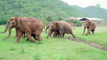 شاهد كيف رحب قطيع من الأفيال بفيل يتيم انضم لعائلتهم.. لقطات مؤثرة
