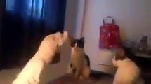 فيديو ببغاء يصيب قطتين بالجنون لسبب لن تتوقعه