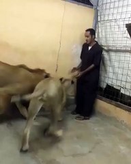 فيديو عاشق الحيوانات المفترسة يحتضنه أسد ونمر بحرارة لم يسبق مشاهدتها