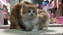فيديو قطة تلاعب ابنتها الهرة بطريقة لا تصدق