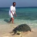 بالفيديو: حاكم دبي يلعب مع سلحفاة على الشاطئ في دبي