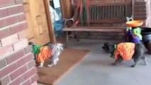 بالفيديو: بهذه الطريقة حصل هذا الكلب المشاغب على هدايا الهالوين