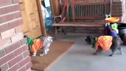 بالفيديو: بهذه الطريقة حصل هذا الكلب المشاغب على هدايا الهالوين