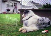 فيديو مضحك لكلب يدخن بكل ثقة