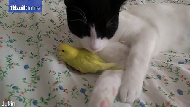 بالفيديو: علاقة صداقة غريبة بين قطة وعصافير.. لا تفوتكم المشاهدة