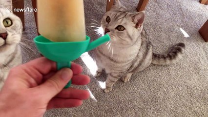 Cats share ice lolly treat during sweltering summer heatwave