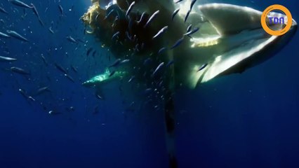 Les restes d'une baleine en plein océan