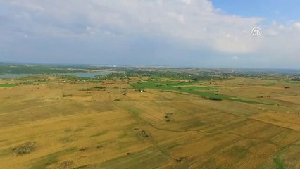 Yağmur Yağınca Buğday Tarlada Kaldı