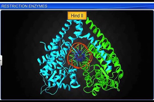(2)CBSE CBSE Class 12 Biology, Biotechnology-Principles And Processes -2, Restriction Enzymes