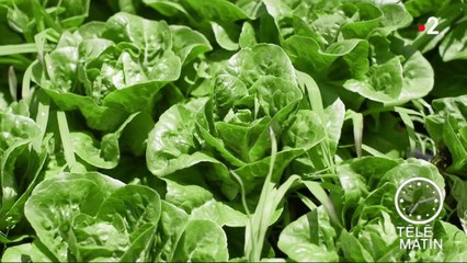 Sans frontières - Pékin : la tendance bio au Japon