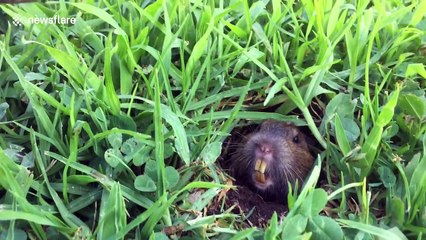 Adorable dog goes gopher-hunting in the gentlest way possible