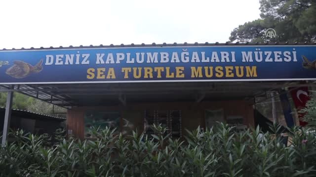 İlk Yavru Carettalar Mavi Sularla Buluştu