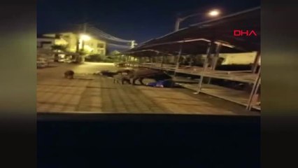 Muğla - Marmaris'te Domuz Sürüsü Pazara İndi